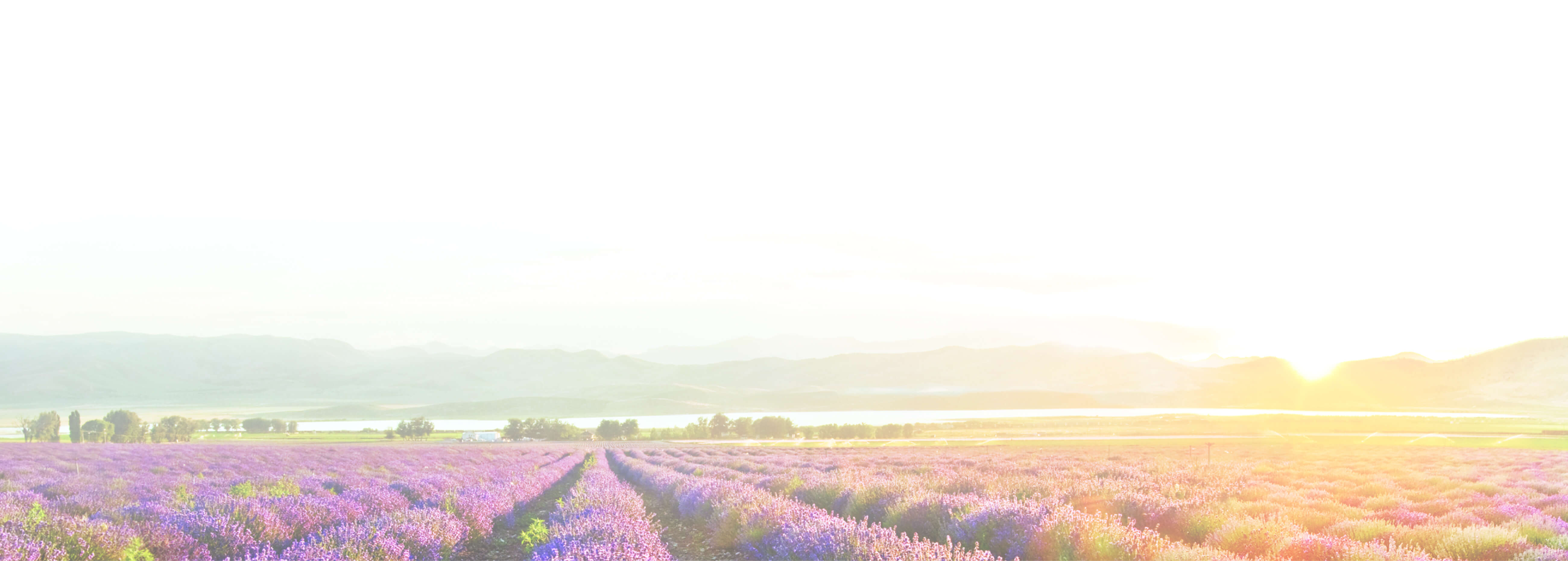 Lavender Field